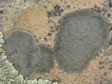 Aspicilia knudsenii image