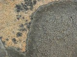 Aspicilia knudsenii image