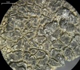 Aspicilia knudsenii image