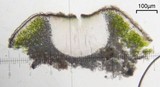 Aspicilia knudsenii image