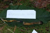 Tolypocladium capitatum image