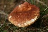 Gyroporus castaneus image