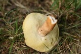 Gyroporus castaneus image