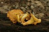 Cantharellus chicagoensis image