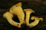 Cantharellus chicagoensis image