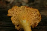 Cantharellus chicagoensis image