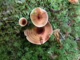 Coltricia cinnamomea image