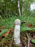 Hypomyces hyalinus image