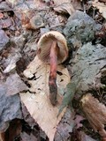 Phaeocollybia kauffmanii image