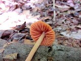 Entoloma quadratum image