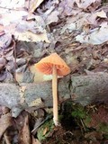 Entoloma quadratum image