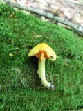 Humidicutis marginata image