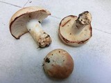 Russula compacta image