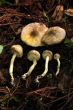 Agaricus pocillator image