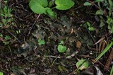 Peltigera fibrilloides image