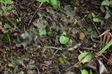 Peltigera fibrilloides image