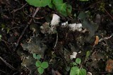 Peltigera fibrilloides image