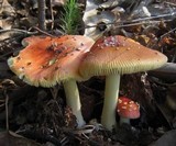 Amanita parcivolvata image