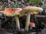 Amanita parcivolvata image
