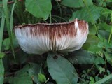 Leucoagaricus americanus image