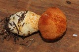 Cystodermella cinnabarina image