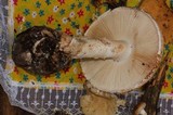 Amanita fallax image