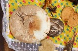 Amanita fallax image
