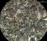 Buellia sequax image