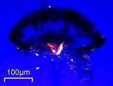 Buellia sequax image