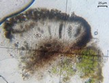 Buellia sequax image