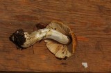 Cortinarius caperatus image