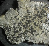 Buellia nashii image