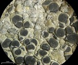 Buellia nashii image