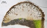 Buellia nashii image