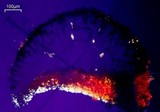 Buellia nashii image