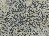 Lecidea laboriosa image