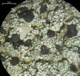 Lecidella asema image