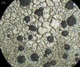Lecidella carpathica image