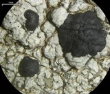 Lecidella carpathica image