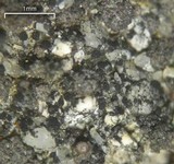 Catillaria lenticularis image