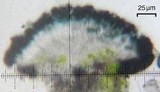 Catillaria lenticularis image