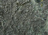 Physconia leucoleiptes image