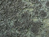Physconia leucoleiptes image