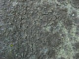 Physconia leucoleiptes image