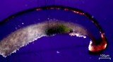 Sarcogyne similis image