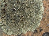 Xanthoparmelia lineola image