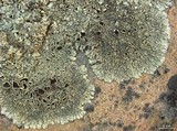 Xanthoparmelia lineola image