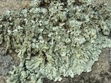 Xanthoparmelia mexicana image
