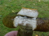 Lactarius turpis image