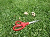 Panaeolus subbalteatus image
